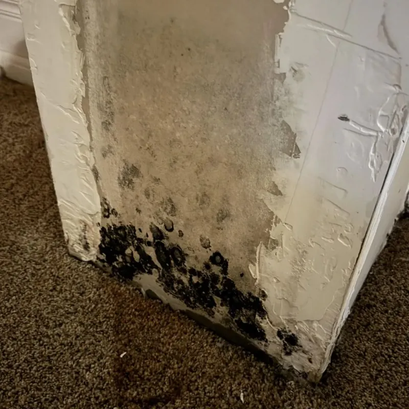 Professional Mold Removal in Randolph, VT